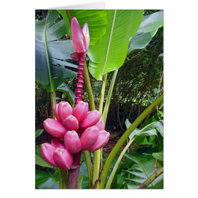 Cartão Bananas Rosa Havaianas (Frente)