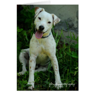 Cartão Banjo, em maio de 2009