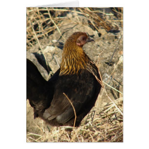 Cartão Bantam Pullet