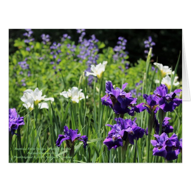 Cartão Baptisia False Indigo, Branco e Duplo Roxo Sib (Frente horizontal)