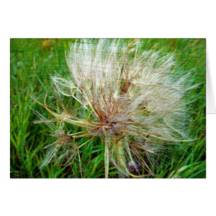 Cartão Barba de Cabra