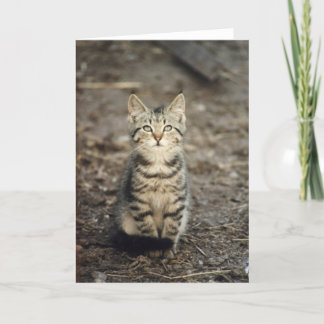 Cartão "Barn Kitten" Animal Photo Greeting Card