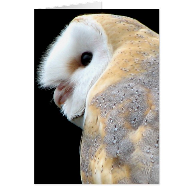 Cartão Barn Owl (Frente)