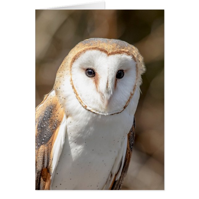 Cartão Barn Owl (Frente)