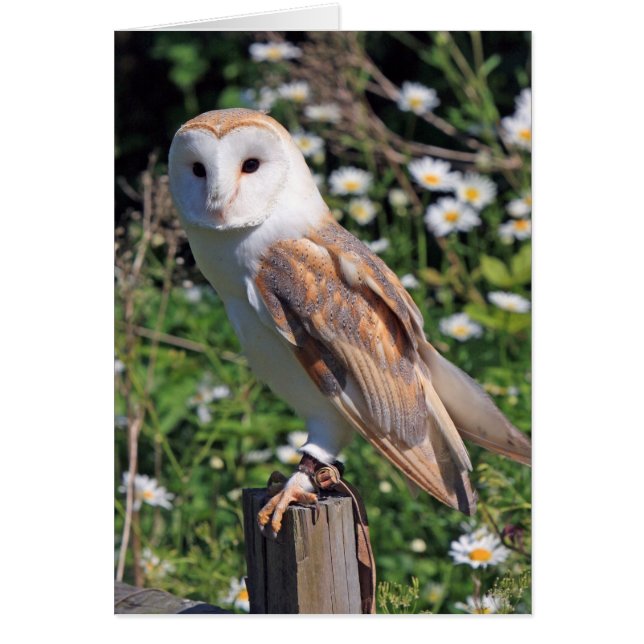 Cartão Barn Owl (Frente)