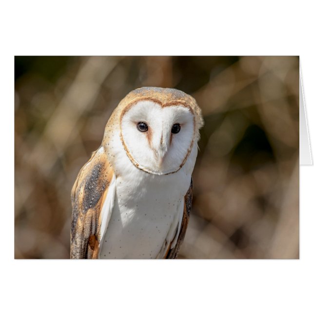 Cartão Barn Owl (Frente Horizontal)