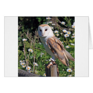 Cartão Barn Owl