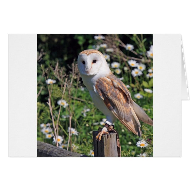 Cartão Barn Owl (Frente Horizontal)