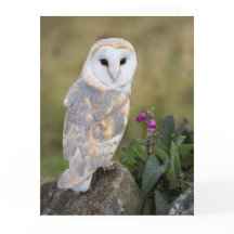 Barn Owl and Foxglove