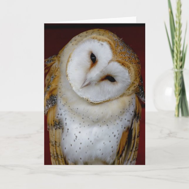 Cartão barn owl any occasion note or greeting card (Frente)