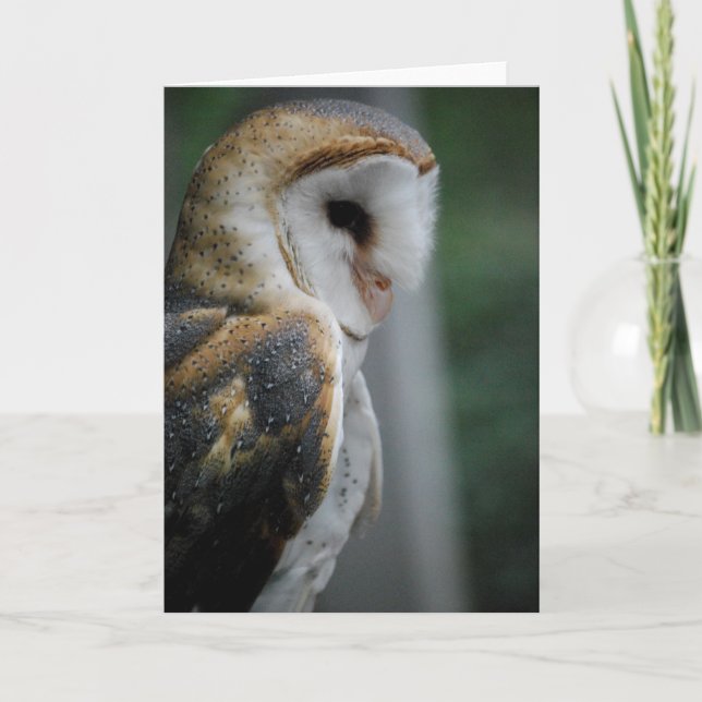 Cartão Barn Owl Card (Frente)