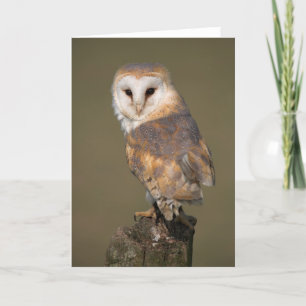 Cartão Barn Owl Card by cARTerART