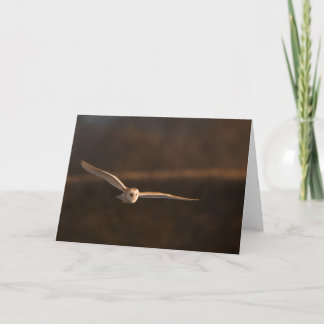 Cartão barn owl in flight greeting card