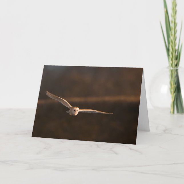 Cartão barn owl in flight greeting card (Frente)