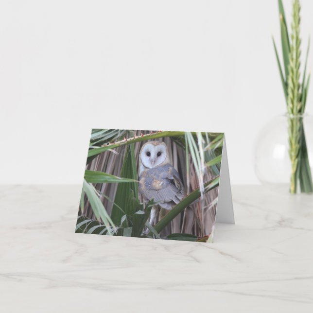 Cartão Barn Owl – Joe Sweeney – card (Frente)