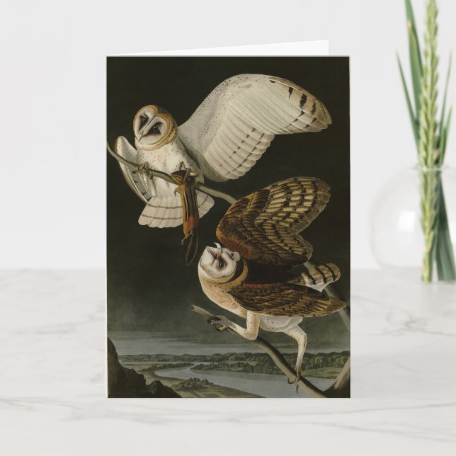 Cartão Barn Owl (Tyto alba) Audubon's Birds of America (Frente)