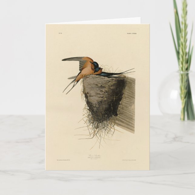 Cartão Barn Swallow from Audubon's Birds of America (Frente)