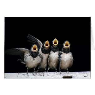 Cartão Barn Swallow Singing