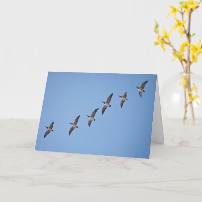 Cartão Barnacle Geese (Flor Amarela)