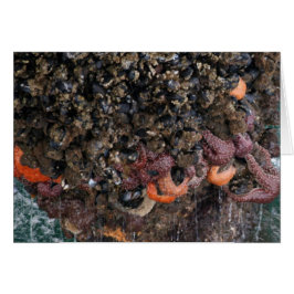 Cartão Barnáculos e estrelas