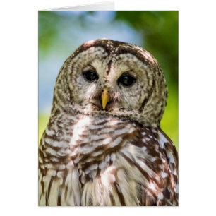 Cartão Barred Owl