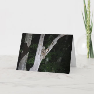 Cartão Barred Owl Greeting Card, Blank Inside