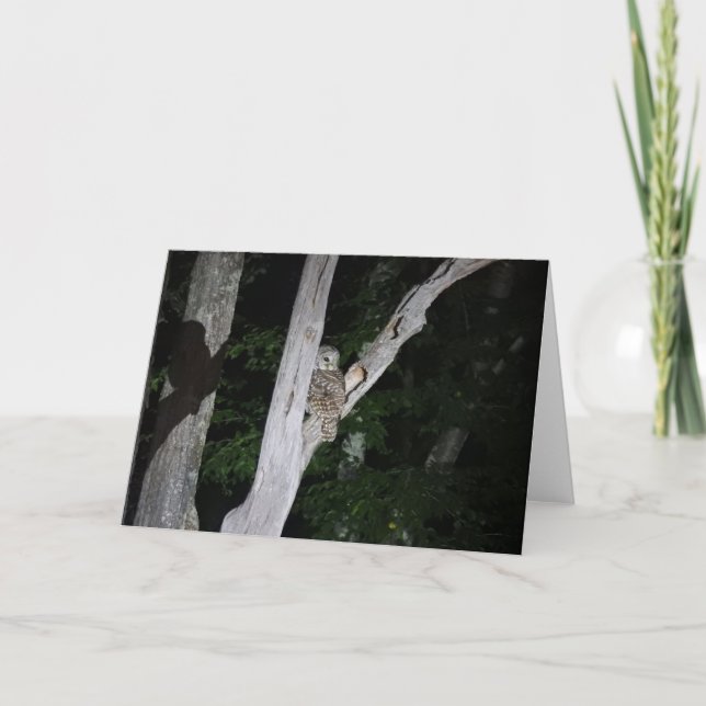 Cartão Barred Owl Greeting Card, Blank Inside (Frente)