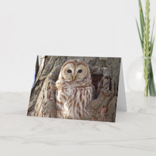 Cartão Barred Owl in Tree Nest Card