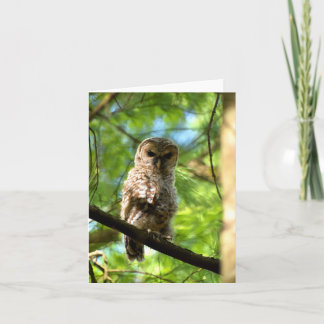 Cartão Barred Owl (juvenile) #3 - Blank Note Card