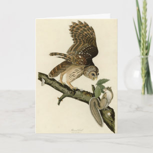 Cartão Barred Owl, os Pássaros da América de John James A