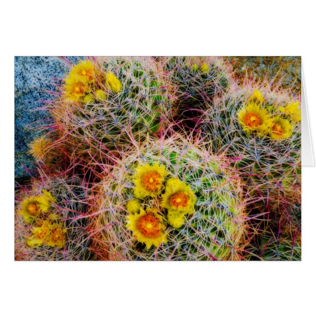 Cartão Barrel cactus fecha, Califórnia (Frente Horizontal)