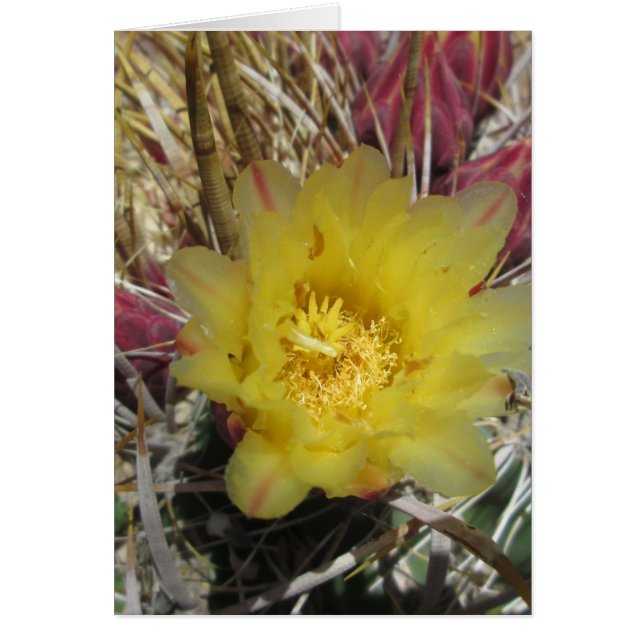 Cartão Barrel Cactus Fishhook Amarelo (Frente)