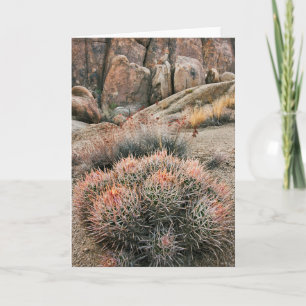 Cartão Barrel Cactus In California