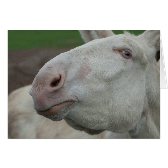 Cartão Barroco Branco Donkey (Frente Horizontal)