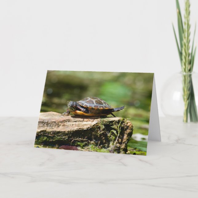 Cartão Bashful Turtle Birthday Card, 5x7 (Frente)