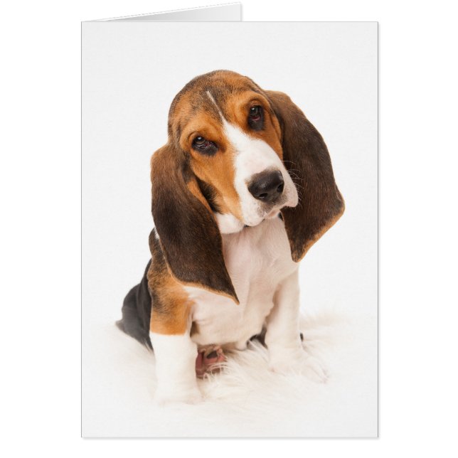 Cartão Basset hound puppy (Frente)