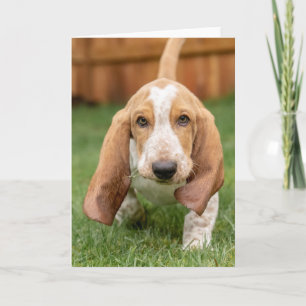 Cartão Basset Houng Puppy Walking