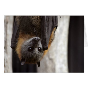 Cartão Bat australiano