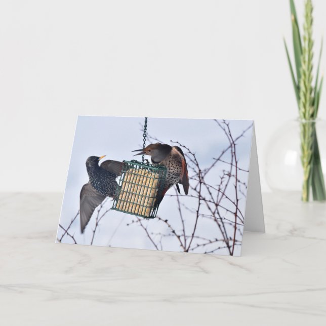 Cartão Batalha entre o Norte Flicker e Starling! (Frente)