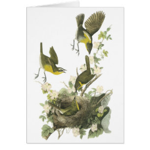 Cartão Bate-papo de cor amarela por Audubon