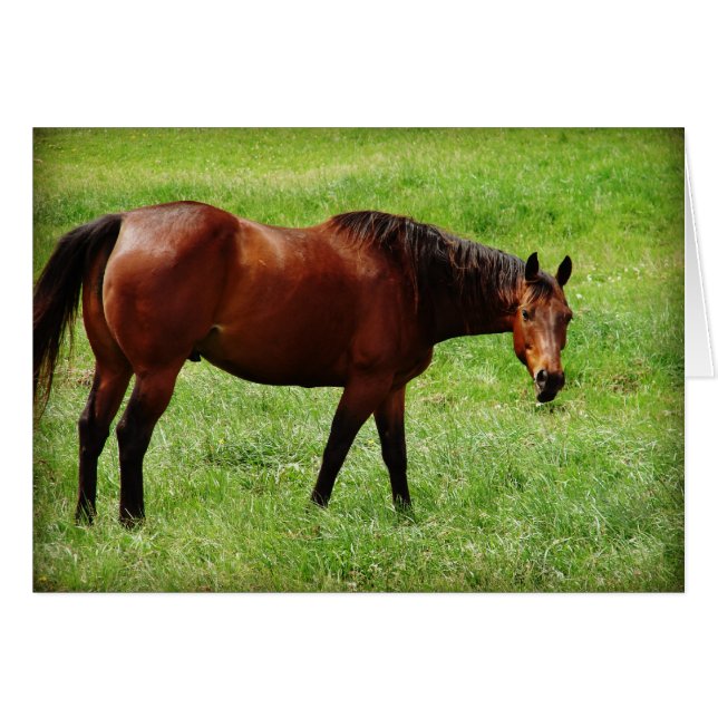 Cartão Bay Horse (Frente Horizontal)