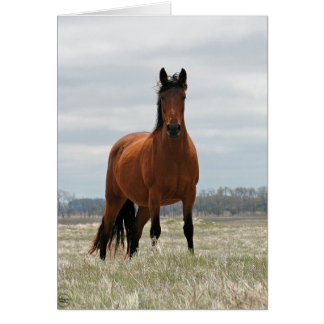 Cartão Bay Mare