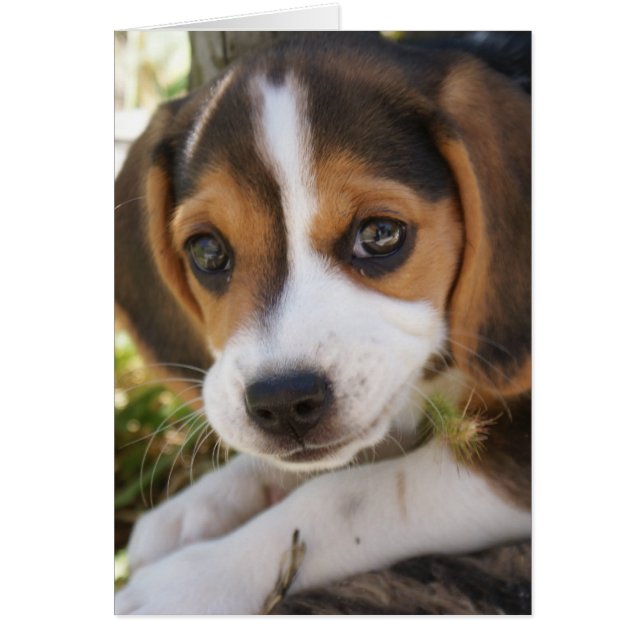Cartão Beagle Baby Dog (Frente)