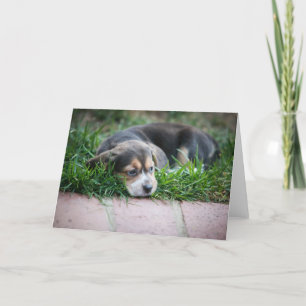 Cartão Beagle Baby on Grass