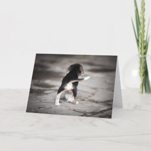 Cartão Beagle Bottom