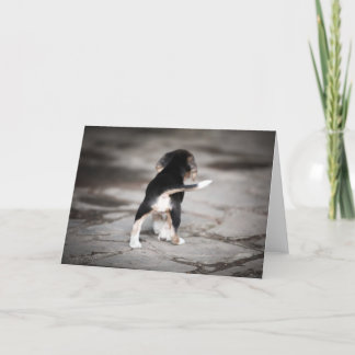 Cartão Beagle Bottom