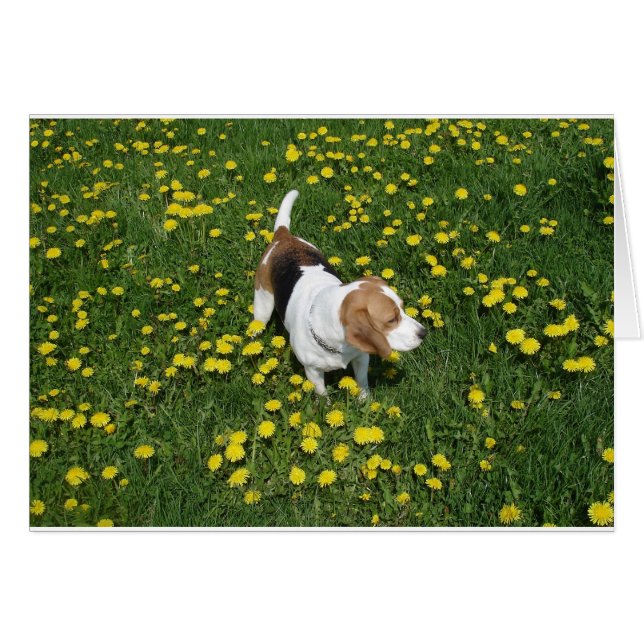 Cartão beagle em dandilions.png (Frente Horizontal)