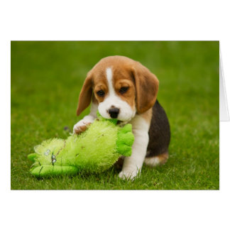 Cartão Beagle Puppy com Fofinho Toy