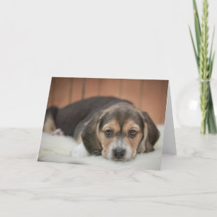 Cartão Beagle Puppy Noite