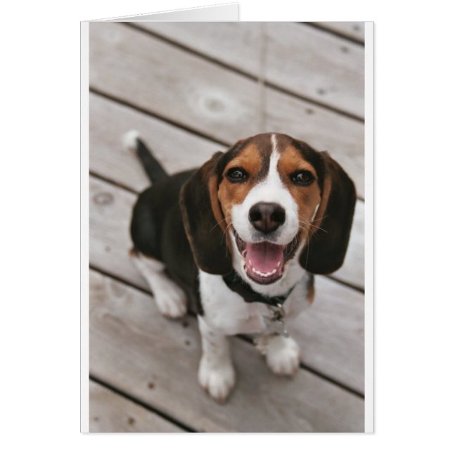 Cartão Beagle_puppy sat.png (Frente)